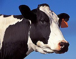 Photo: A dairy cow.