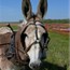 Mule ready to plow, Photo by Sonny Carter