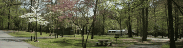 Gulpha Gorge Campground in the spring with redbud and dogwood trees blooming.
