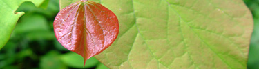 New Redbud leaf (photo ©Wendy VanDyk Evans, www.forestryimages.org)