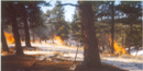 Photo of burning piles in the snow near the boundary of Florissant Fossil Beds