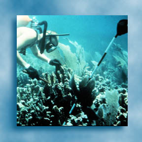 Marine biologist examining coral growth, see <a href="http://coastal.er.usgs.gov/">Center for Coastal Geology</a>
