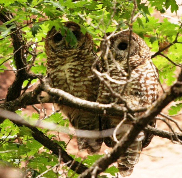 This pair of spotted owls were photographed on Laboratory property last year.