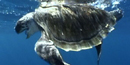 Mature sea turtle steering clear of large sharks