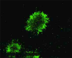 Biofilms, like the one shown in this fluorescent microscopic photo, are bacterial communities.