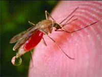Mosquitoes spread malaria by picking up parasites from blood and spreading them to the next person they bite. Resistance spreads this way, too.
