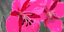 A bright purple/pink flower called Dwarf Fireweed