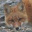 Close-up view of a red fox face. The fox has rusty orange fur and a black nose.