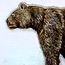 The head and shoulders of a giant short faced bear.