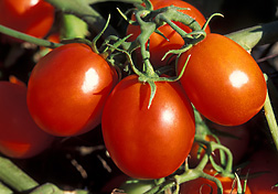 Ohio Processing tomato plant in Geneva, NY
