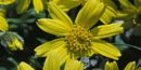 Image of Arnica flowering in the park