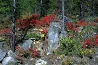 Fall foliage along the byway