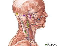 Ilustración de los ganglios linfáticos de la cabeza y cuello