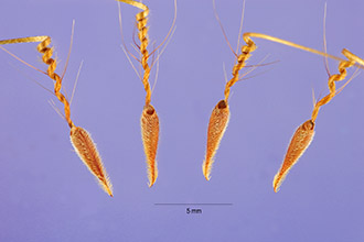 Photo of Erodium cicutarium (L.) L'Hér. ex Aiton