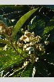 View a larger version of this image and Profile page for Eriobotrya japonica (Thunb.) Lindl.