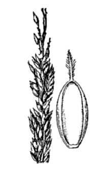 Line Drawing of Eriochloa contracta Hitchc.