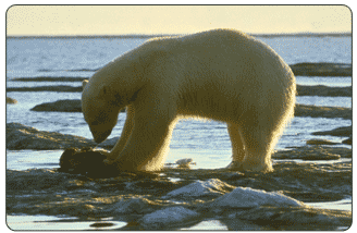Al proponer incluir al oso polar en la lista de especies amenazadas, el U.S. Fish and Wildlife Service (USFWS), enérgicamente buscara comentarios del publico y la comunidad internacional científica.  El USFWS entonces determinara si se debería incluir la especie en la lista. [Photo Credit:  Dave Olsen, USFWS]