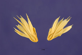 Photo of Phalaris paradoxa L.