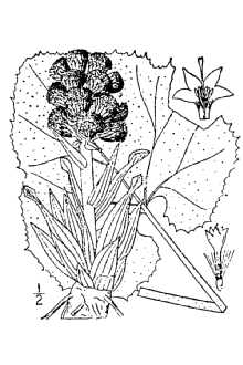 Line Drawing of Petasites hybridus (L.) G. Gaertn., B. Mey. & Scherb.