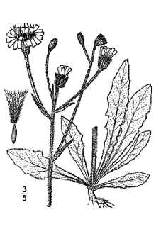 Line Drawing of Picris hieracioides L.