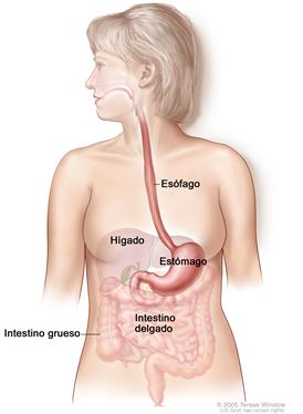 Anatomía del aparato gastrointestinal (digestivo); muestra el esófago, hígado, estómago, intestino grueso e intestino delgado.