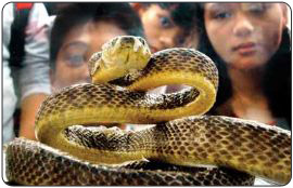 A Brown Treesnake ready to strike. [Image taken from The Saipan Tribune]