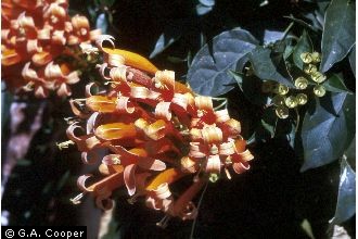 Photo of Pyrostegia venusta (Ker Gawl.) Miers