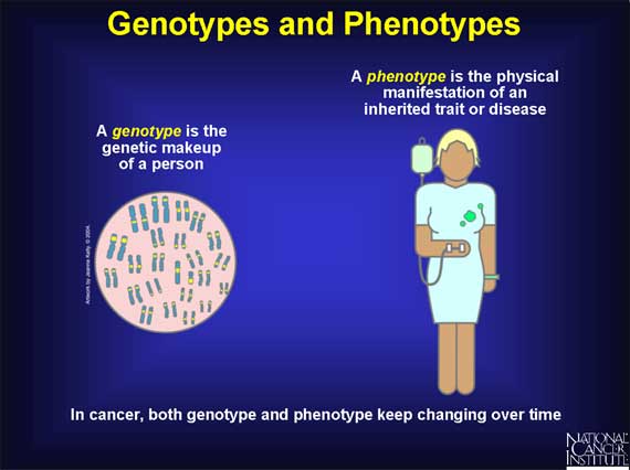Genotypes and Phenotypes