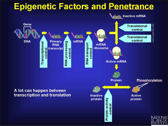 Epigenetic Factors and Penetrance