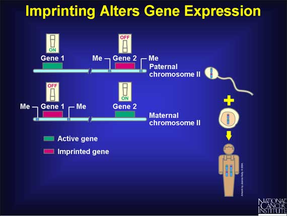 Imprinting Alters Gene Expression