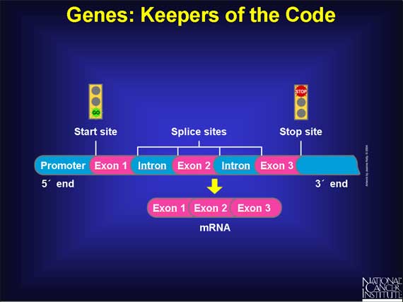 Genes: Keepers of the Code