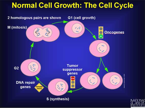 Normal Cell Growth: The Cell Cycle