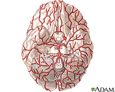 Ilustración de las arterias del cerebro