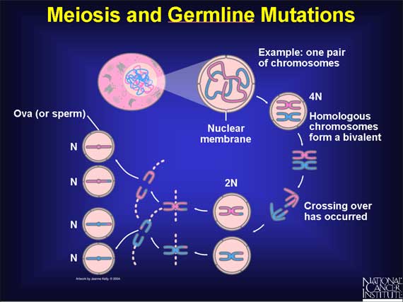Meiosis and Germline Mutations