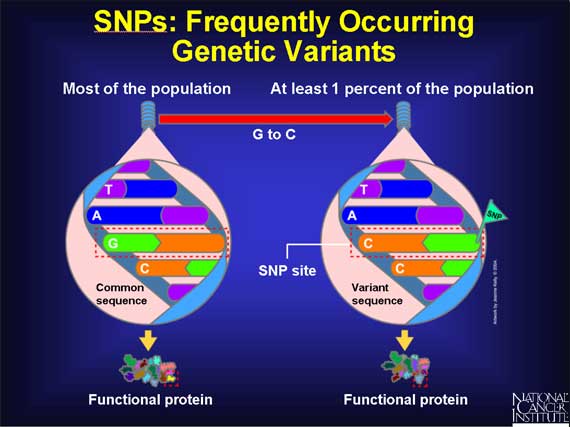 SNPs: Frequently Occurring Genetic Variants