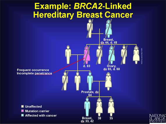 Example: <I>BRCA2</i>-Linked Hereditary Breast Cancer