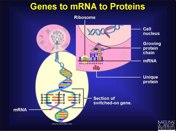 Genes to mRNA to Proteins