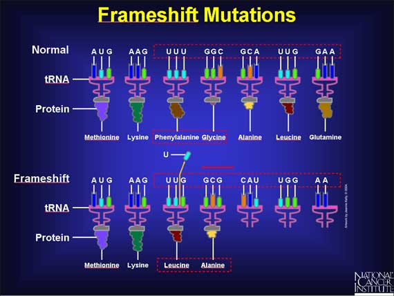 Frameshift Mutations