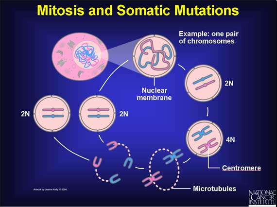 Mitosis and Somatic Mutations