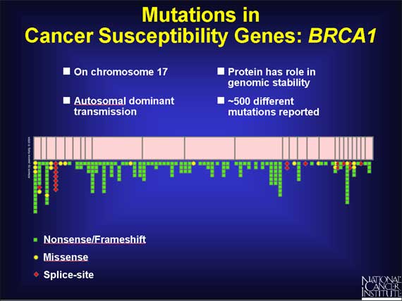 Mutations in Cancer Susceptibility Genes: <i>BRCA1</i>