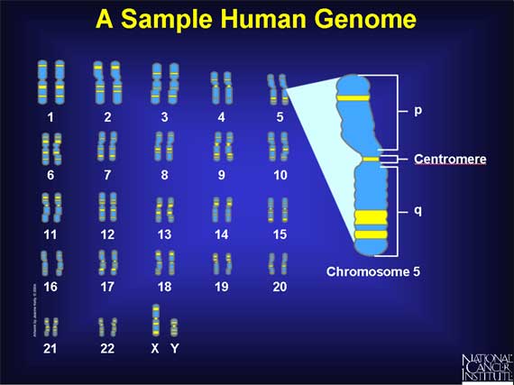 A Sample Human Genome
