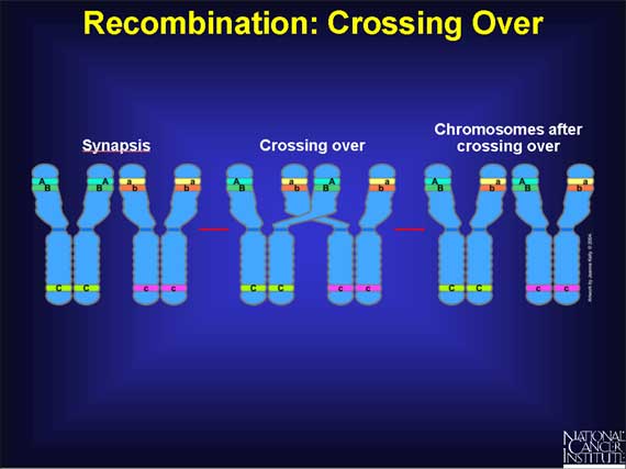 Recombination: Crossing Over