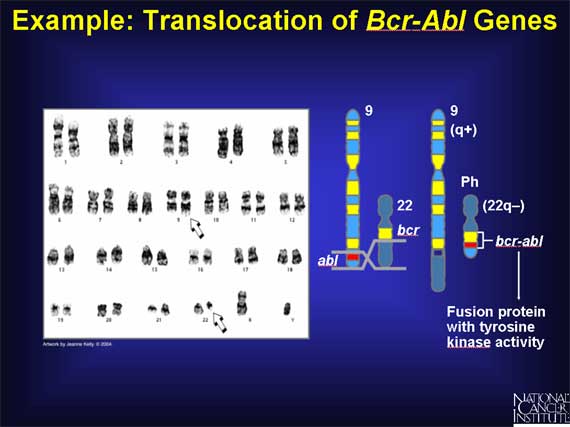 Example: Translocation of <i>Bcr-Abl</i> Genes