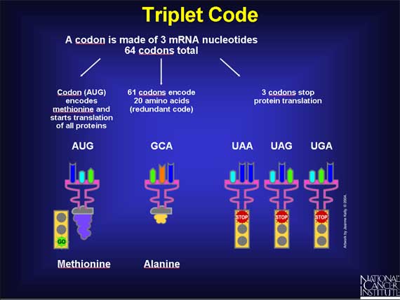 Triplet Code