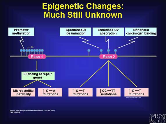Epigenetic Changes: Much Still Unknown