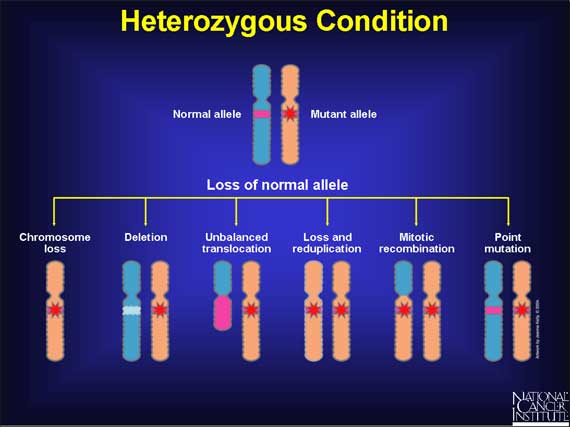 Heterozygous Condition