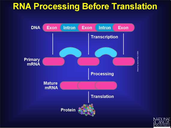 RNA Processing Before Translation