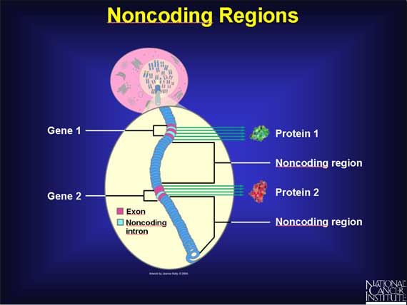 Noncoding Regions