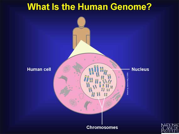 What Is the Human Genome?