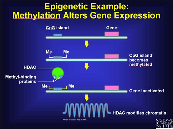 Epigenetic Example: Methylation Alters Gene Expression